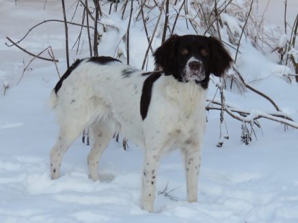 drente, drentsche patijshond,dixie, barf, råfoder, råfodring, jagthund, sne, dixie i sneen